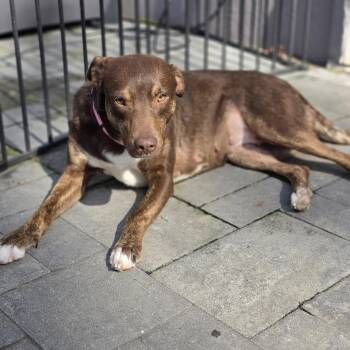 Brownie -  Mixed Breed Dog for Adoption in Blairstown, New Jersey - Brownie | PetCurious