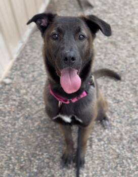 Phoenix -  Mixed Breed Dog for Adoption in Bemidji, Minnesota - Phoenix | PetCurious