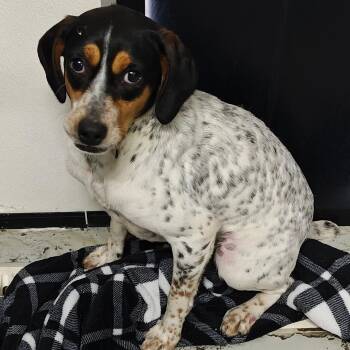 Jack Russell Terrier and Bluetick Coonhound Dogs Available for Adoption in Carmel Hamlet, New York - Tilly | PetCurious