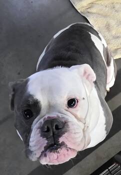 Patches -  English Bulldog Dog for Adoption in Momence, Illinois - Patches | PetCurious