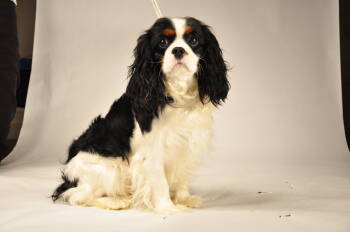 Cavalier King Charles Spaniel Dogs Available for Sale in Battle Ground, Washington - Lacy | PetCurious
