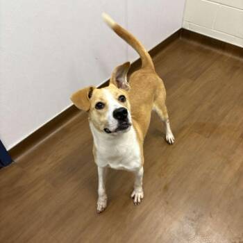 Labrador Retriever and Pit Bull Terrier Dogs Available for Adoption - Norton | PetCurious