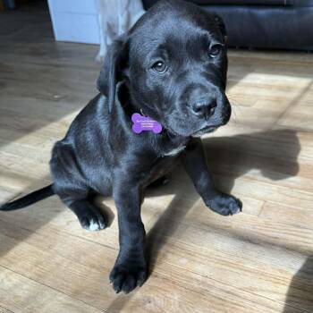 Black Labrador Retriever and Mixed Breed Dogs Available for Adoption - Jasper | PetCurious