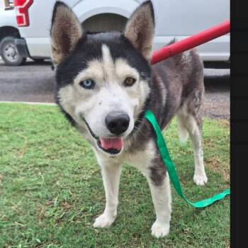 Lobo Lion -  Husky Dog for Adoption in Austin, Texas - Lobo Lion | PetCurious