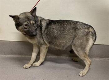 SPROUT -  Siberian Husky and German Shepherd Dog Dog for Adoption in Modesto, California - SPROUT | PetCurious