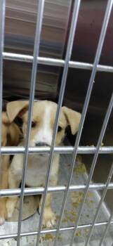 Mixed Breed Dogs Available for Adoption in Henderson, North Carolina - Mambo | PetCurious