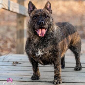 Terrier Dogs Available for Adoption in Richmond, Virginia - Fig | PetCurious
