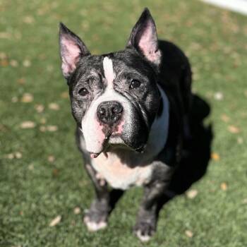 Terrier and Mixed Breed Dogs Available for Adoption - Onyx | PetCurious