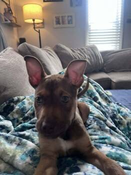 Terrier Dogs Available for Adoption - Trinity - Matrix | PetCurious