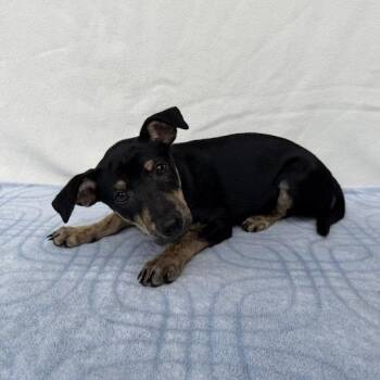 Parish -  Labrador Retriever and Shepherd Dog for Adoption in Carencro, Louisiana - Parish | PetCurious