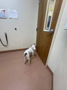 Bull Terrier Dogs Available for Adoption in Kennewick, Washington - Duke | PetCurious