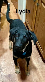 Rescue German Shepherd Dog Dogs for Adoption in Topeka, Kansas - Lydia | PetCurious