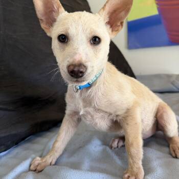 Chihuahua and Rat Terrier Dogs Available for Adoption in Gilbert, Arizona - Wesley | PetCurious