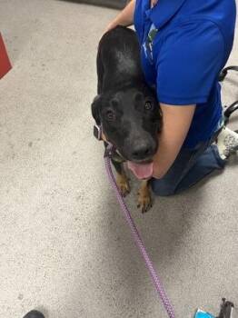 Hound and Mixed Breed Dogs Available for Adoption in Gainesville, Florida - Destiny | PetCurious