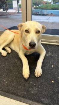 Misty -  Husky Dog for Adoption in Allen, Texas - Misty | PetCurious