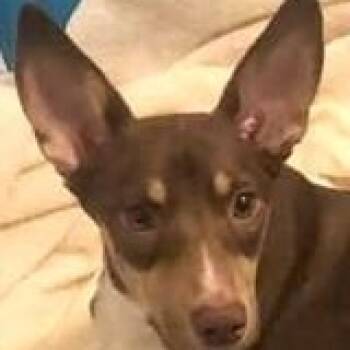 Rescue Miniature Pinscher Dogs for Adoption in Avon, Indiana - Piper | PetCurious