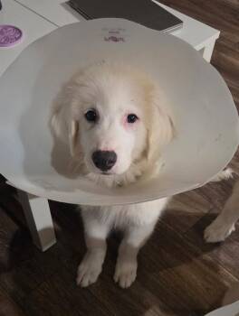 Bandit -  Great Pyrenees Dog for Adoption in Garland, Texas - Bandit | PetCurious