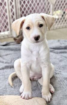 Labrador Retriever and Carolina Dog Dogs Available for Adoption - Norma | PetCurious