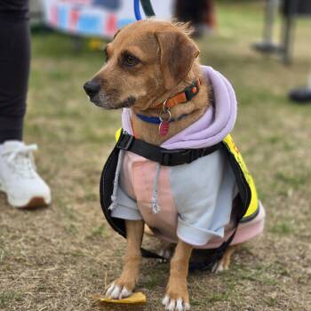 Beagle and Miniature Pinscher Dogs Available for Adoption - Katy | PetCurious