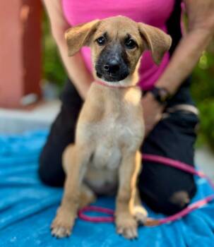 Daisy -  Mixed Breed Dog for Adoption in Ellijay, Georgia - Daisy | PetCurious