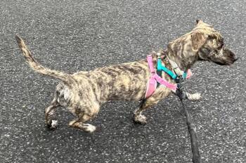 Dachshund Dogs Available for Adoption in Harrison, New York - Addie | PetCurious
