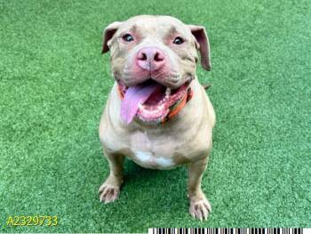 Mixed Breed Dogs Available for Adoption - WILLIE | PetCurious