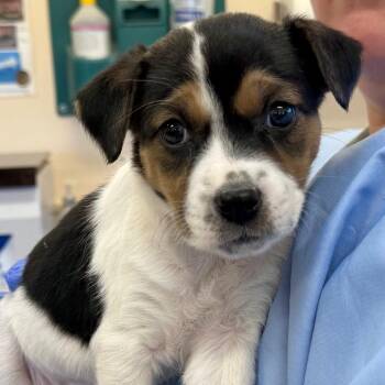 Rescue Cattle Dog and Beagle Dogs for Adoption in Torrey, Utah - Pocus | PetCurious