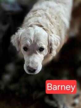 Barney -  Golden Retriever Dog Available for Adoption in Mauston, Wisconsin - Barney | PetCurious