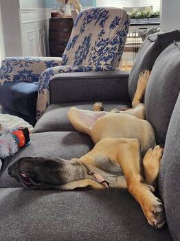 Presa Canario and Mixed Breed Dogs Available for Adoption in Lansing, Michigan - Groot (26-063 D) | PetCurious