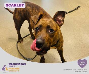 Scarlett -  Pit Bull Terrier Dog for Adoption in Eighty Four, Pennsylvania - Scarlett | PetCurious