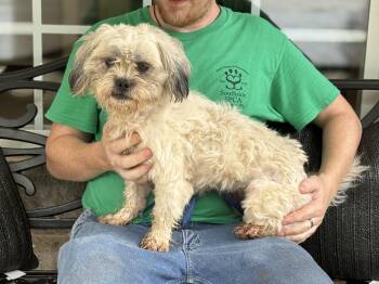 Tofu -  Shih Tzu Dog for Adoption in Meherrin, Virginia - Tofu | PetCurious