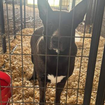 Axel -  Shepherd Dog Available for Adoption in Anahuac, Texas - Axel | PetCurious