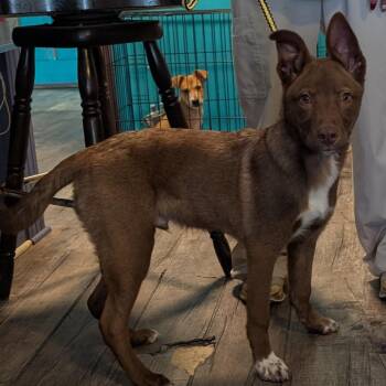 Andy -  Shepherd and Mixed Breed Dog for Adoption in Jefferson City, Tennessee - Andy | PetCurious