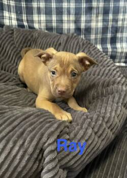 Terrier Dogs Available for Adoption in Topeka, Kansas - Ray | PetCurious