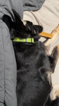 German Shepherd Dog Dogs Available for Adoption in Palo Alto, California - Otti Formerly Baby | PetCurious