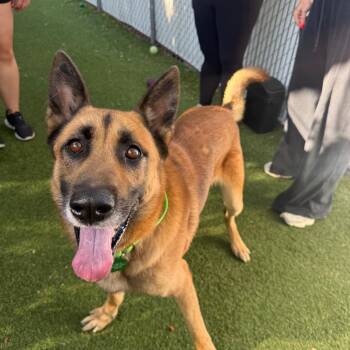 Odin -  German Shepherd Dog Dog for Adoption in San Diego, California - Odin | PetCurious
