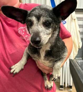 Lulu -  Dachshund and Mixed Breed Dog for Adoption in Lampasas, Texas - Lulu | PetCurious