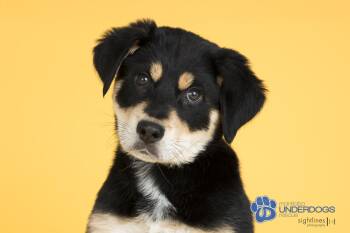 Rescue Rottweiler and Labrador Retriever Dogs for Adoption in Winnipeg, Manitoba - Shelby | PetCurious