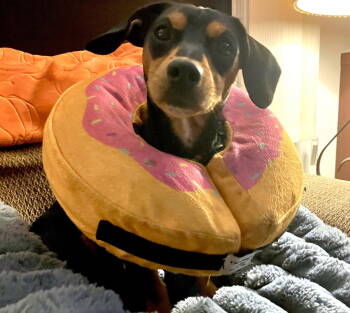 Rescue Dachshund and Chihuahua Dogs for Adoption in Jacksonville, Florida - Wyatt | PetCurious