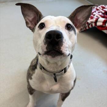Latke -  Mixed Breed Dog for Adoption in Bentonville, Arkansas - Latke | PetCurious