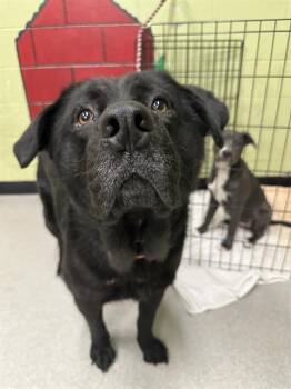 Labrador Retriever and Chow Chow Dogs Available for Adoption in Indianapolis, Indiana - JULES | PetCurious
