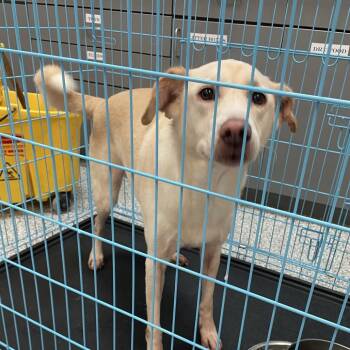 Zoey -  Labrador Retriever and Mixed Breed Dog for Adoption in Port Charlotte, Florida - Zoey | PetCurious