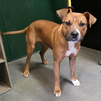 Trout 9196 -  Boxer and Mixed Breed Dog for Adoption in Hamilton, Georgia - Trout 9196 | PetCurious