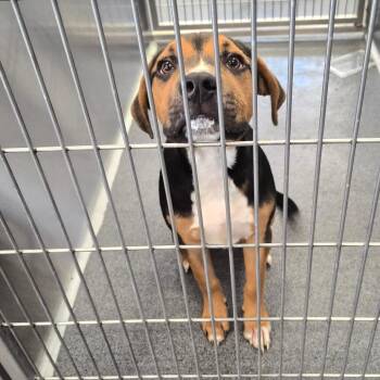 Terrier Dogs Available for Adoption in Montgomery, Alabama - Zeus | PetCurious