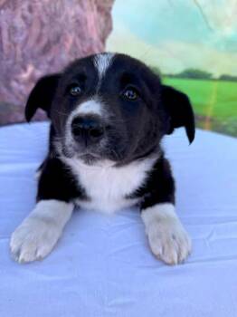 Corgi and Australian Shepherd Dogs Available for Adoption - Blossom | PetCurious