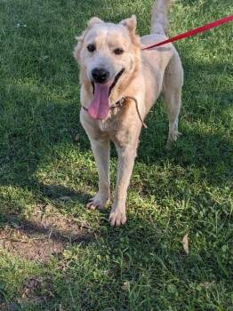 Jacko -  Jindo and Shepherd Dog for Adoption in Los Angeles, California - Jacko | PetCurious