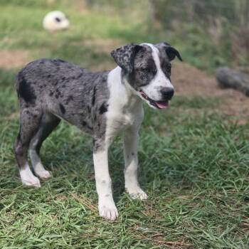 Gwyn -  Catahoula Leopard Dog Dog for Adoption in Tylertown, Mississippi - Gwyn | PetCurious