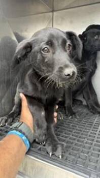 Mixed Breed Dogs Available for Adoption in Dallas, Texas - CELESTE | PetCurious