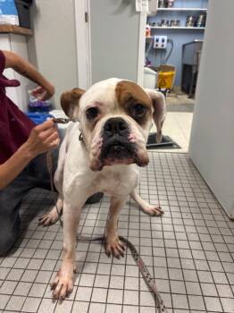 Juicebox -  American Bulldog and Boxer Dog for Adoption in Fall River, Massachusetts - Juicebox | PetCurious