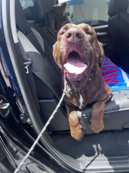 Mocha - 2 -  Labrador Retriever Dog for Adoption in Daytona Beach, Florida - Mocha - 2 | PetCurious
